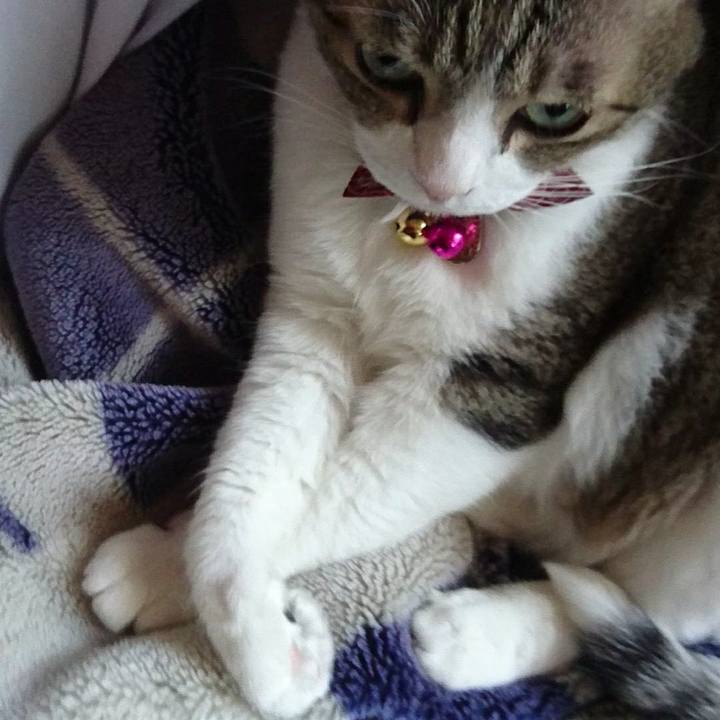 3b5654a4 d468 4e9a b4cc c5a668fed7dd 1527235217242