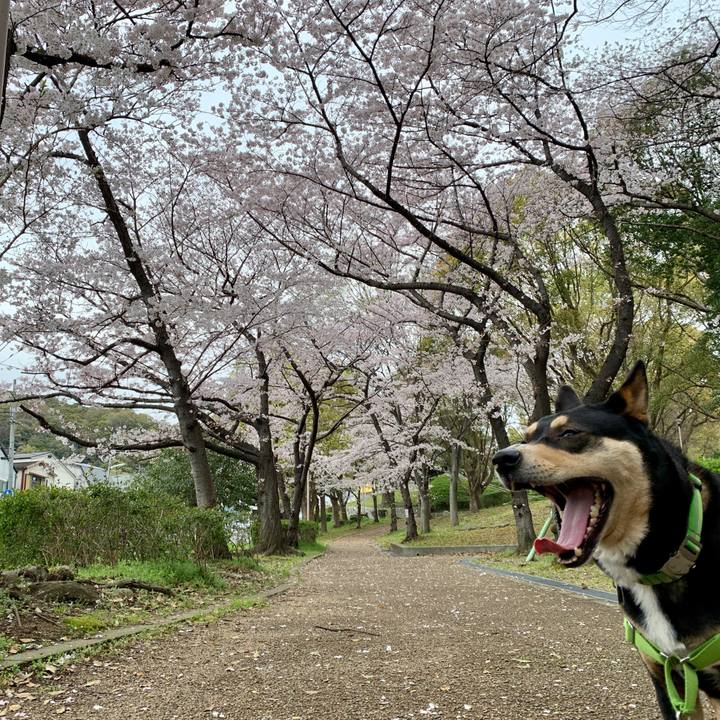 3b595897 5db0 44cc a3e2 0c046af80784 1585703479758