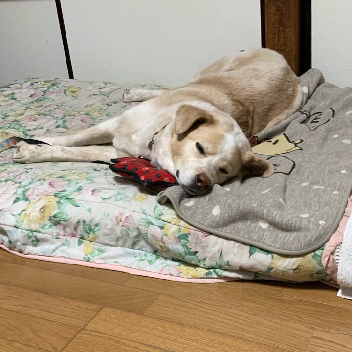 3b5b25c5 c0c9 4704 affb 5e85efed42c3 1586525896073