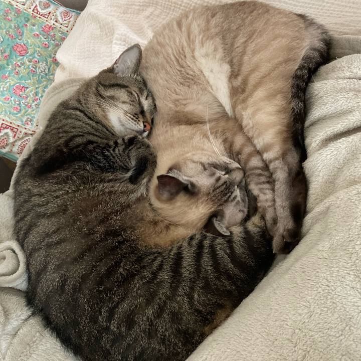 3b5bf313 55af 4700 9090 eb5bd46eda70 1762058013777