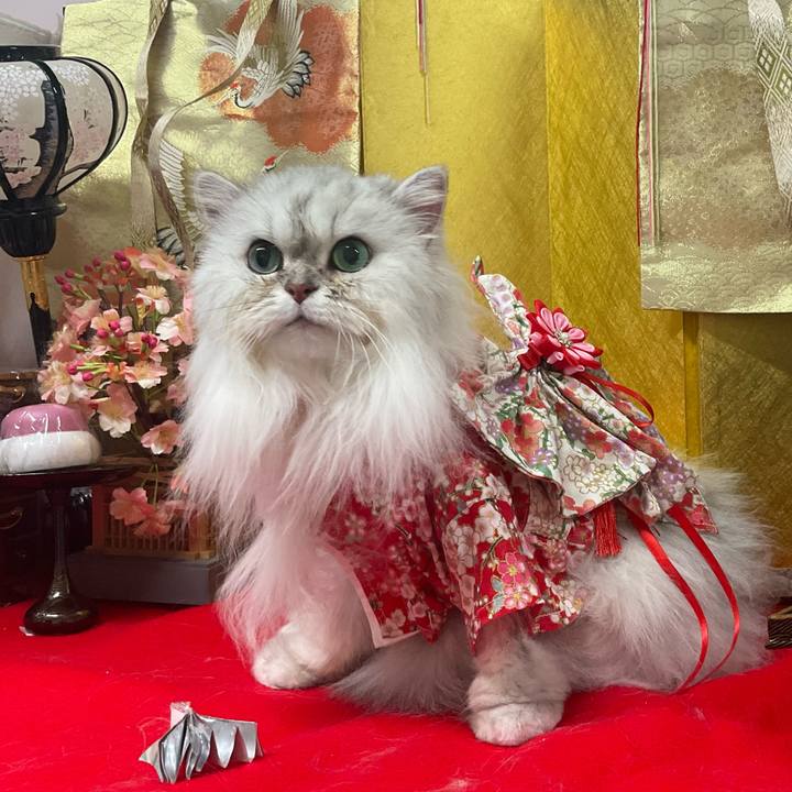 3b5fc037 4626 40c3 a9fd 747228b1c6e0 1739695971176