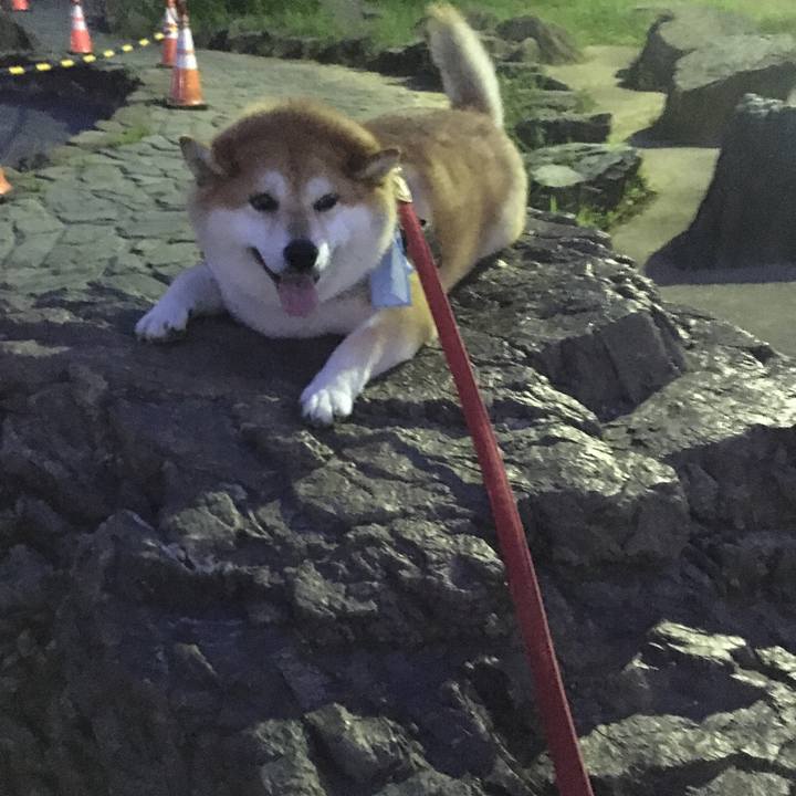 3b62a982 0af4 4385 8746 4b784e1491f1 1596453171569