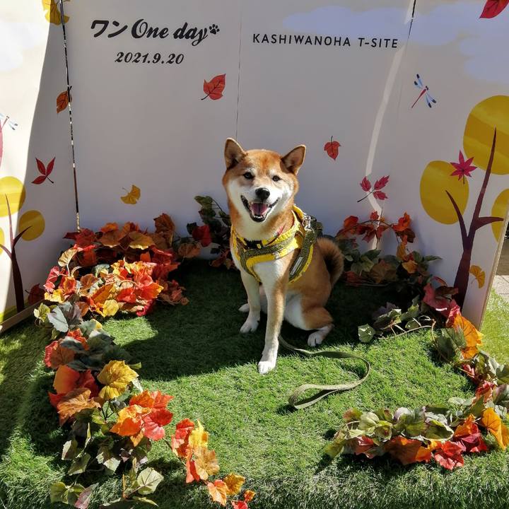 3b652776 87a3 45e9 887c 99330e118a20 1632111201423