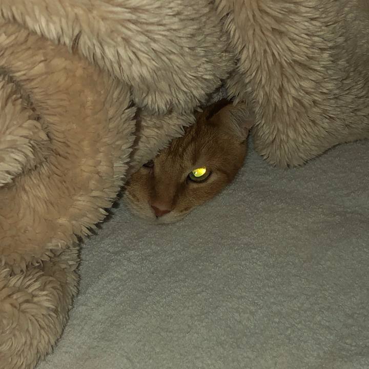 3b6d4d92 1416 434f 8f94 5e99480019e7 1611008033508