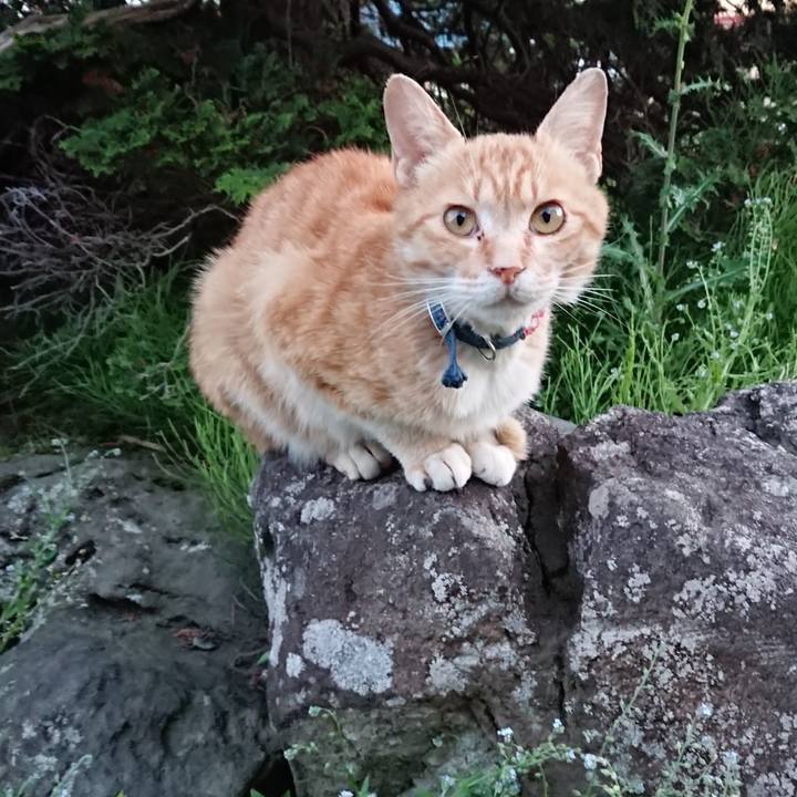 3b72b0fa 9fb6 479a 9047 9c9b07870845 1559383738101