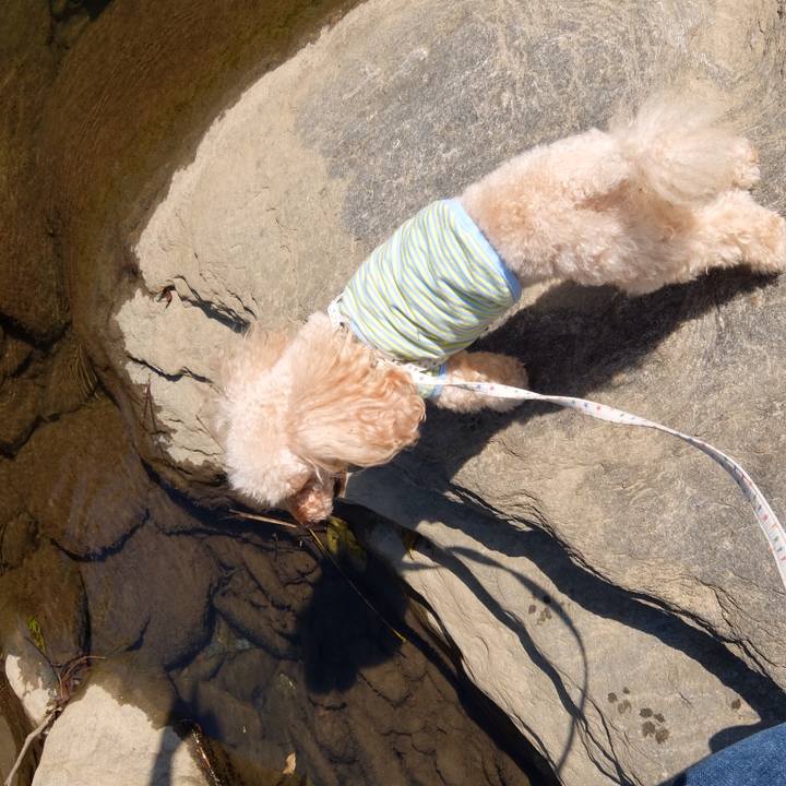 3b778afc 027d 4dea 9cc4 54910a02d71a 1542451299560