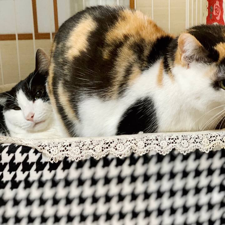 3b77c96c 1900 49cc 98c9 007b106800e8 1549247356611