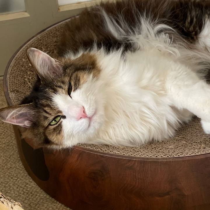 3b780741 13b3 4ecb a414 e147d634dee1 1735962291952