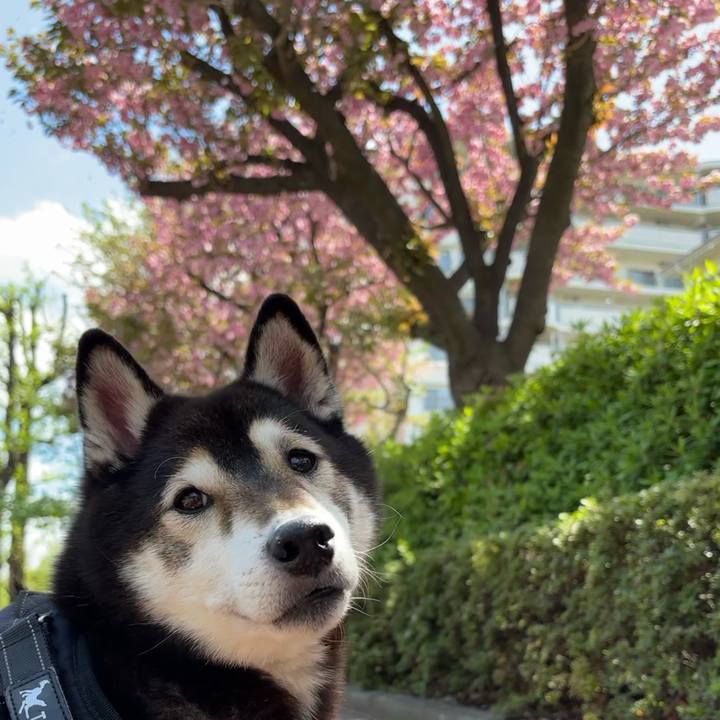 3b7dc4cb a8ed 4765 b547 3db0d3d8451c 1713233438054