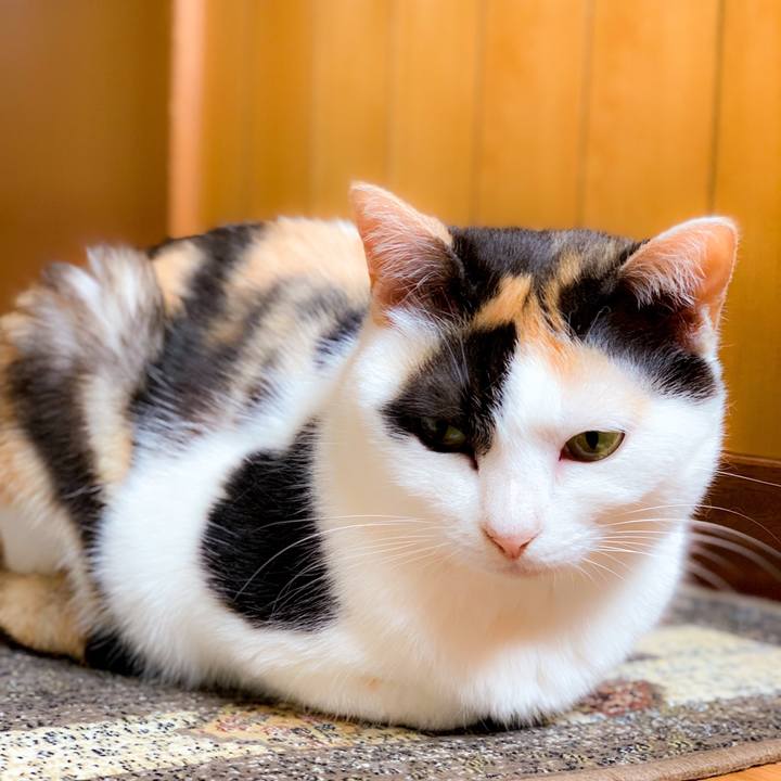 3b7eaaa1 759f 417f a538 7987bb5f2c03 1562981013815