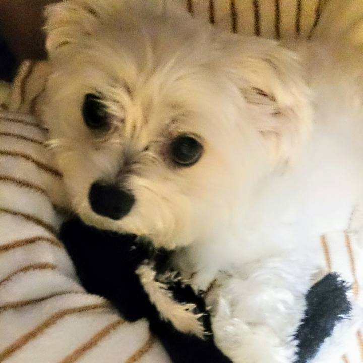 3b82db7f f6e6 47fc 8d99 bcc812c2dfc6 1526208558197