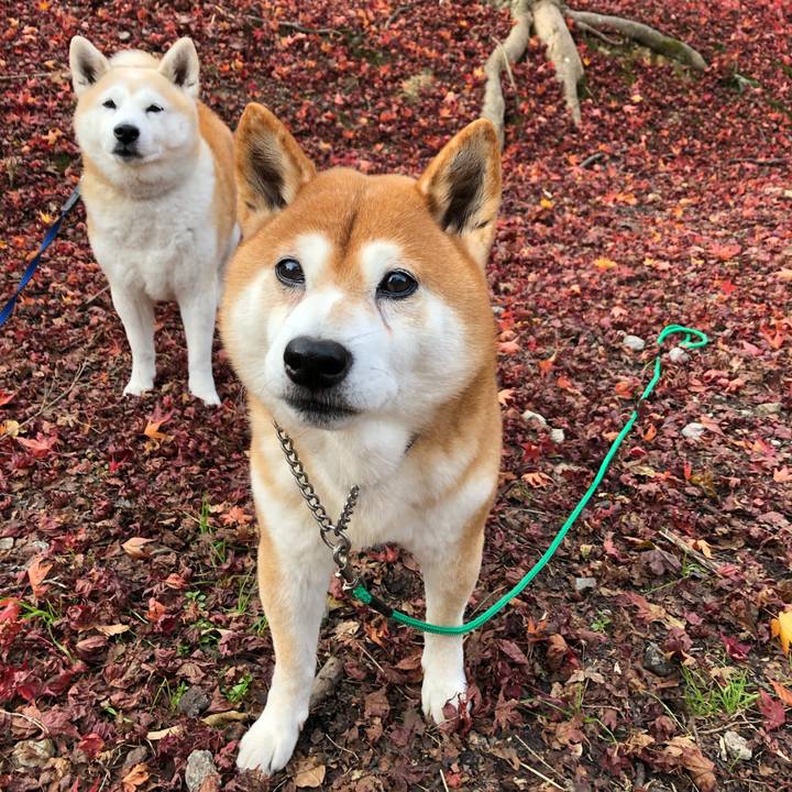 3b8451b1 04b4 45fb 919e ca64daf357da 1543640752028