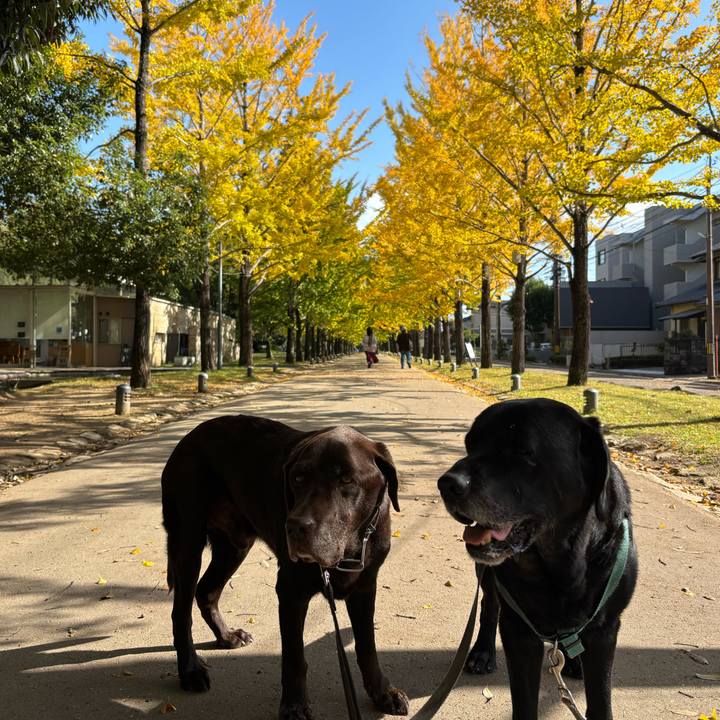 3b888453 e542 4885 a954 82773a14fced 1762779812565