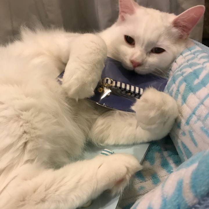 3b89cf1b 1740 455a 9657 64200abdc351 1525781405131