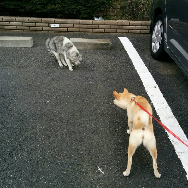 3b8bf40c 74eb 4f4c 8258 73514667941a 1509443288048