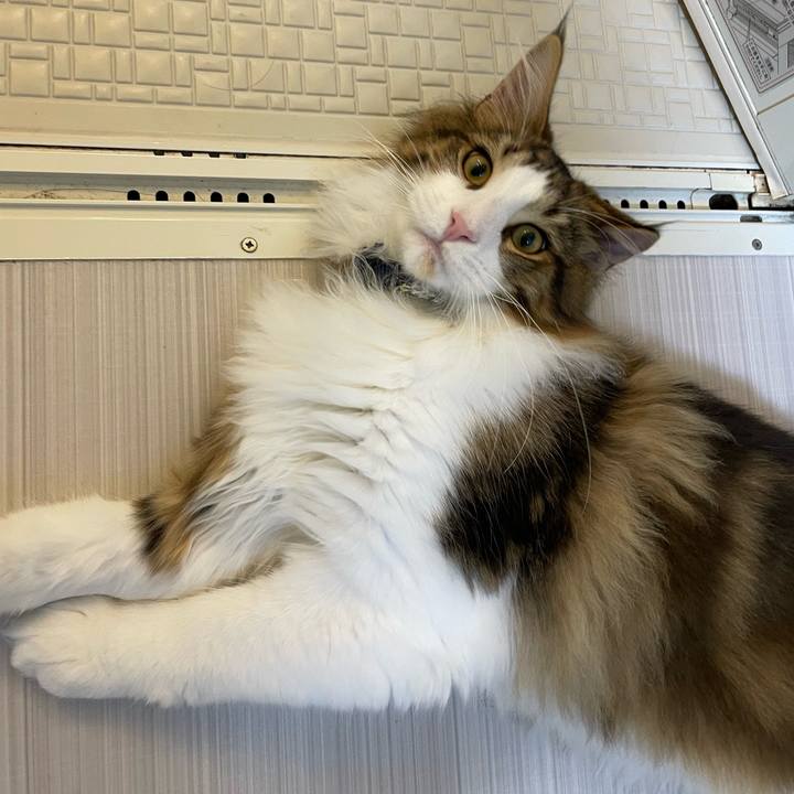 3b8ce704 7de4 4136 afc4 c287f3dec390 1640205055913