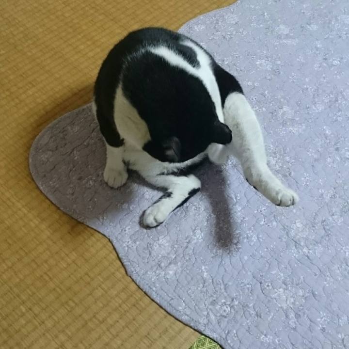 3b90a31b d60b 49e1 9564 8d6f8b97f08d 1512182499038