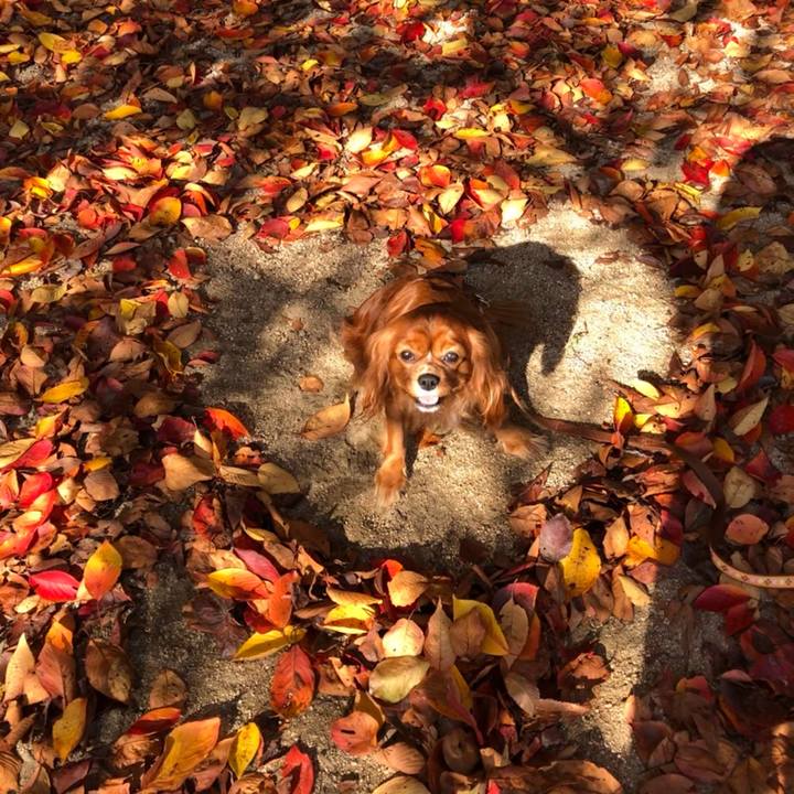 3b921657 1884 433f 89f7 b603bac6f665 1605315053700