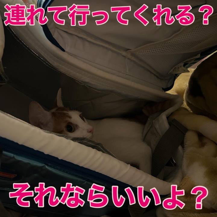 3b932c52 b5ab 41a1 8b77 5441c5d2b3ab 1761668213797