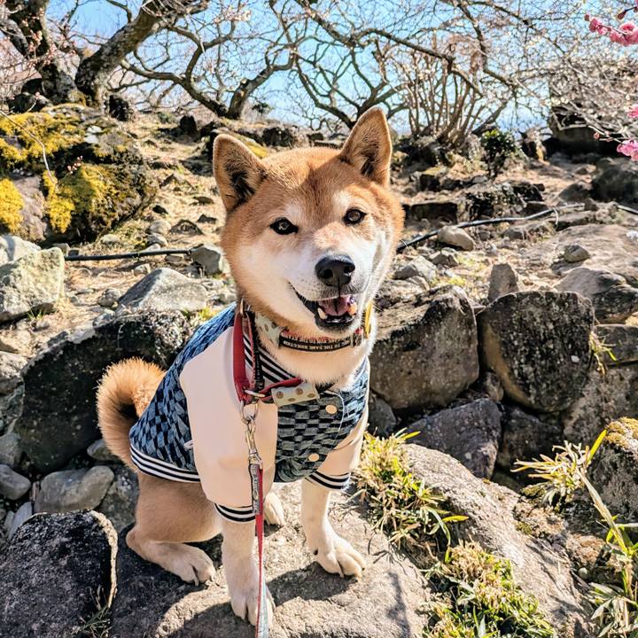 3b951071 d285 4b8e a063 593b92dcda90 1740659081474