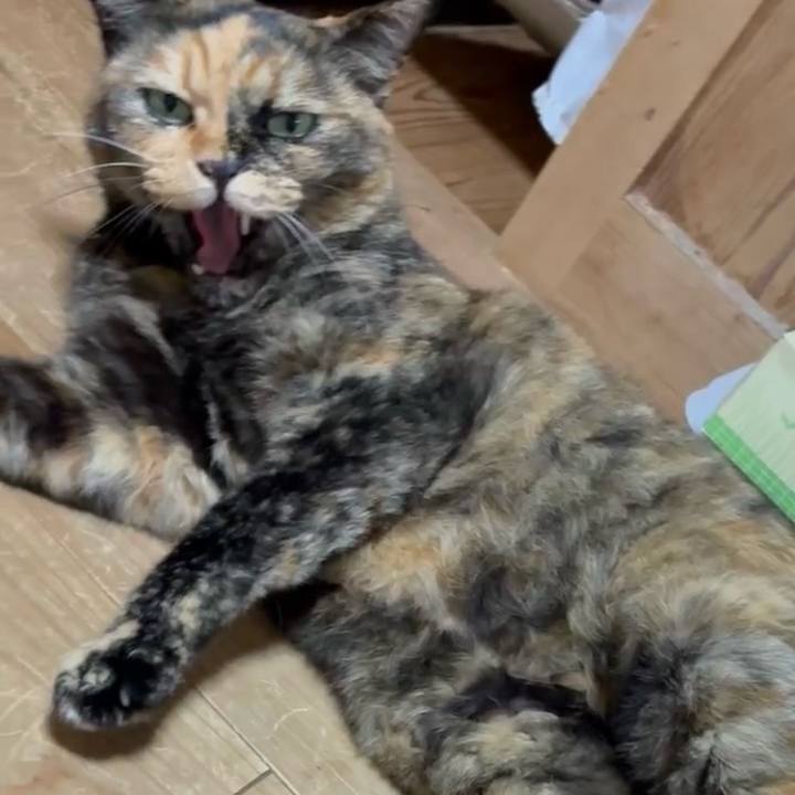 3b962c7a ef71 45f5 aaf7 2a241f7311c6 1760785124922