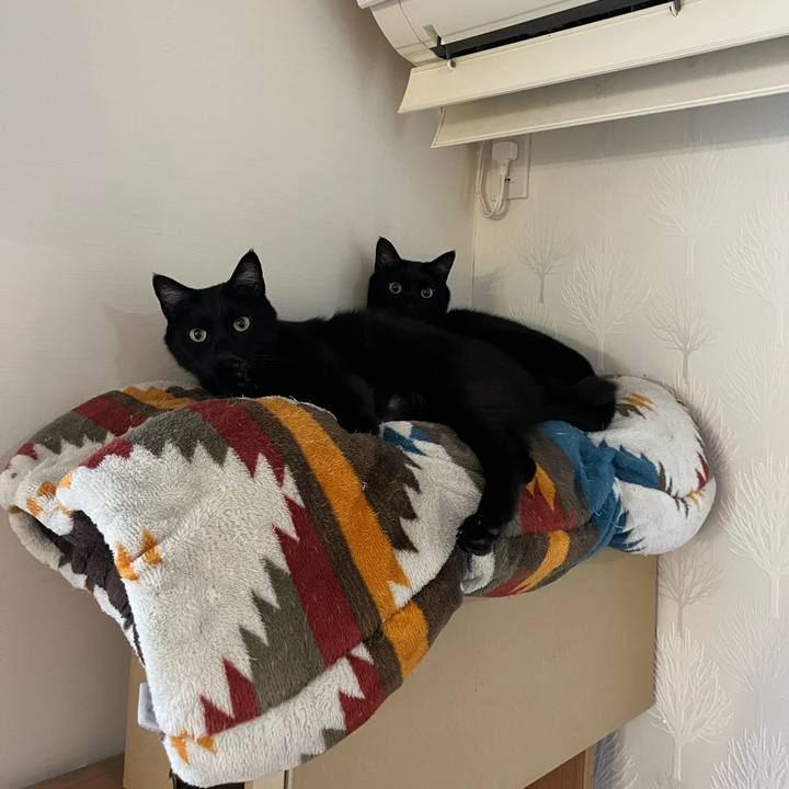 3b9a1302 2580 4f8d a0fc 4f73793fb606 1679131967321