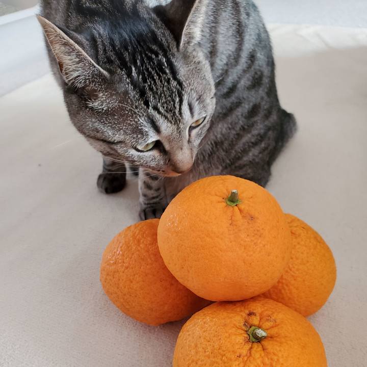 3b9b53e7 b16a 4011 ae8c 13301a4318a7 1707403325999