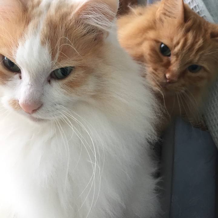 3b9d1273 a76a 4e67 9498 9a4611a519ac 1525729691157