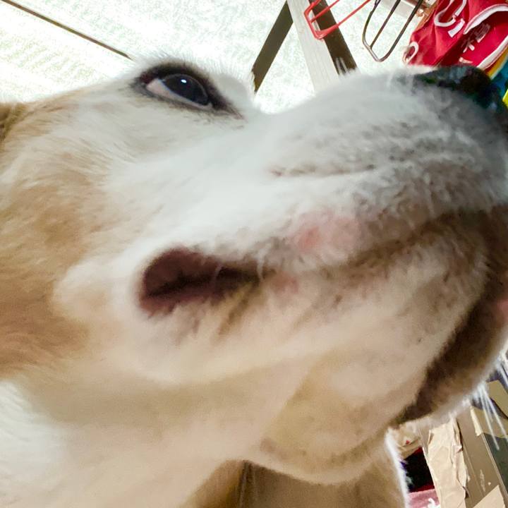 3b9e8f0d d082 4530 84d7 5483386dcf45 1585540051568