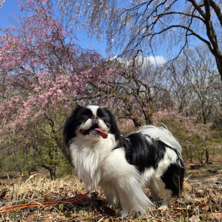 3ba17813 4d05 4d0e aa09 0d1eef791e63 1744445479848