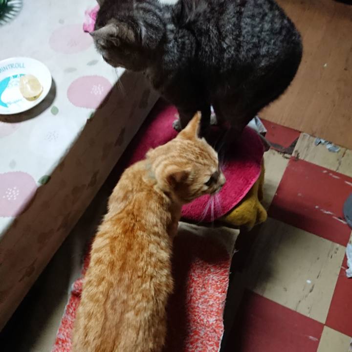 3ba2867c f64e 4767 aa5b 54cf77ebbd33 1557173564436