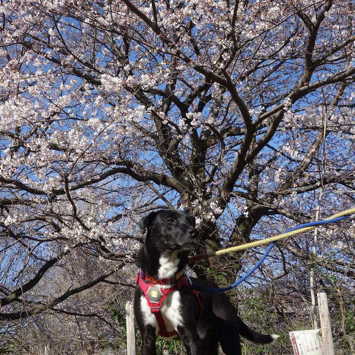 3ba35fe7 2a54 4099 962d 25273373a37a 1585095400736