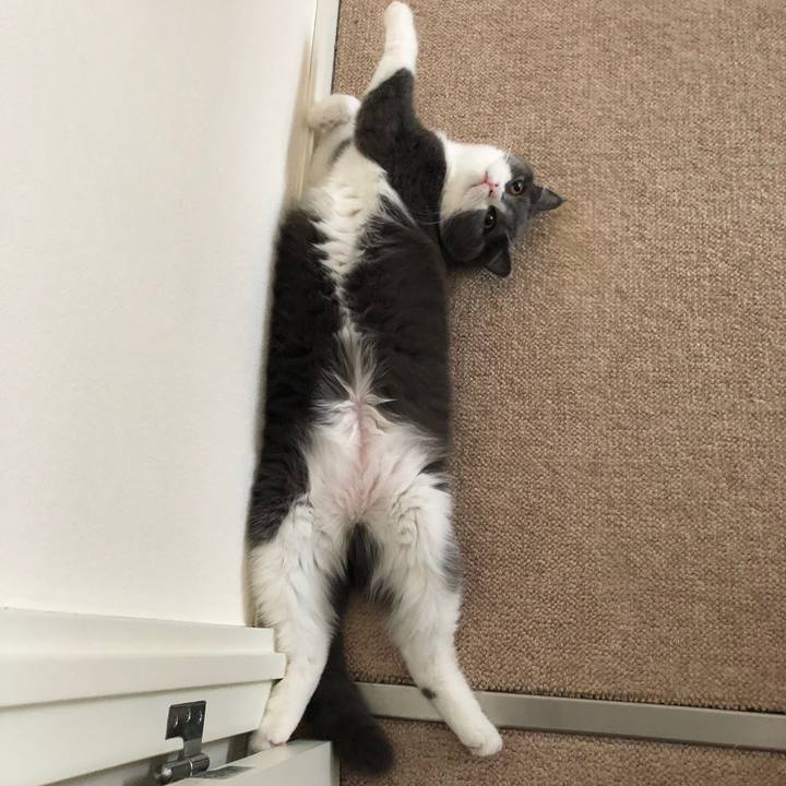 3ba5a4eb a174 42d1 902c f0d22d113209 1529452026539