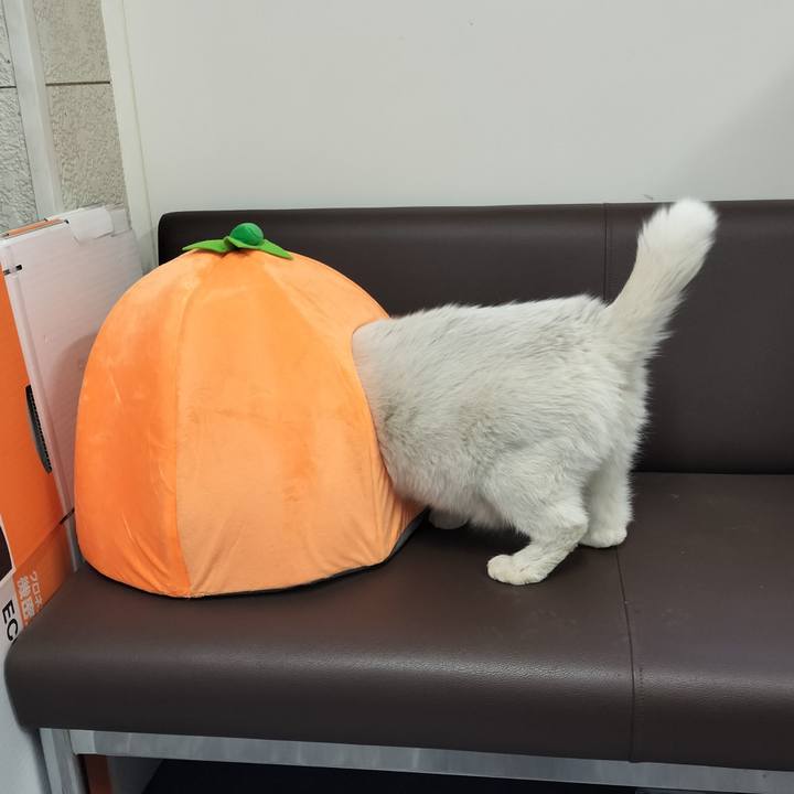 3ba5a6cd bfc0 414d 97a0 03de6c5ecfa2 1761565925846