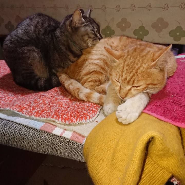 3ba64286 93ab 4d9d b8cb cd0e9d5dd44a 1556445165172