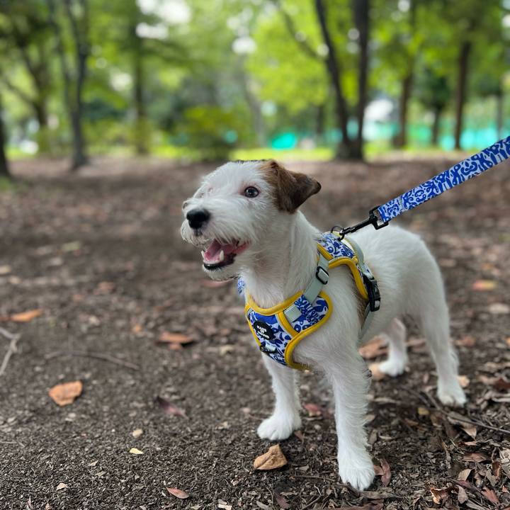 3ba7e6d9 1050 4de1 9933 0745d47a61fc 1758619658756