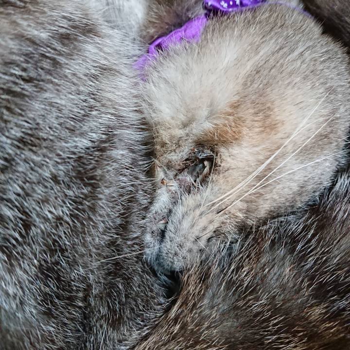 3ba82229 3a42 44af 8884 add60d649e73 1590961190214