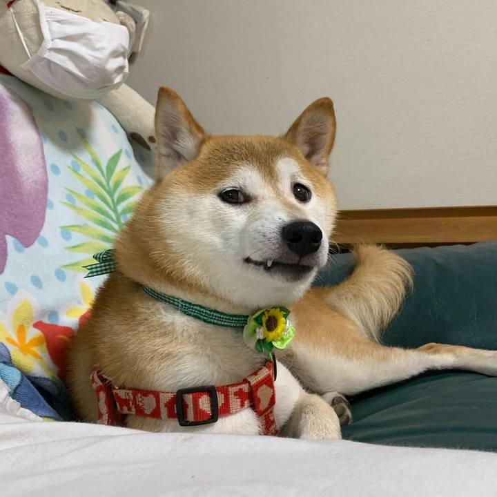 3ba8e36c 9d4f 434a 8fba a1c6b5b501fa 1628592925395