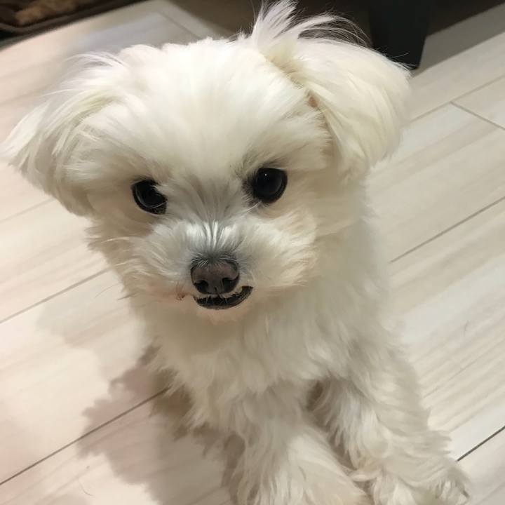 3baa93e8 3b3e 4e50 9182 1892af9524df 1517576013145