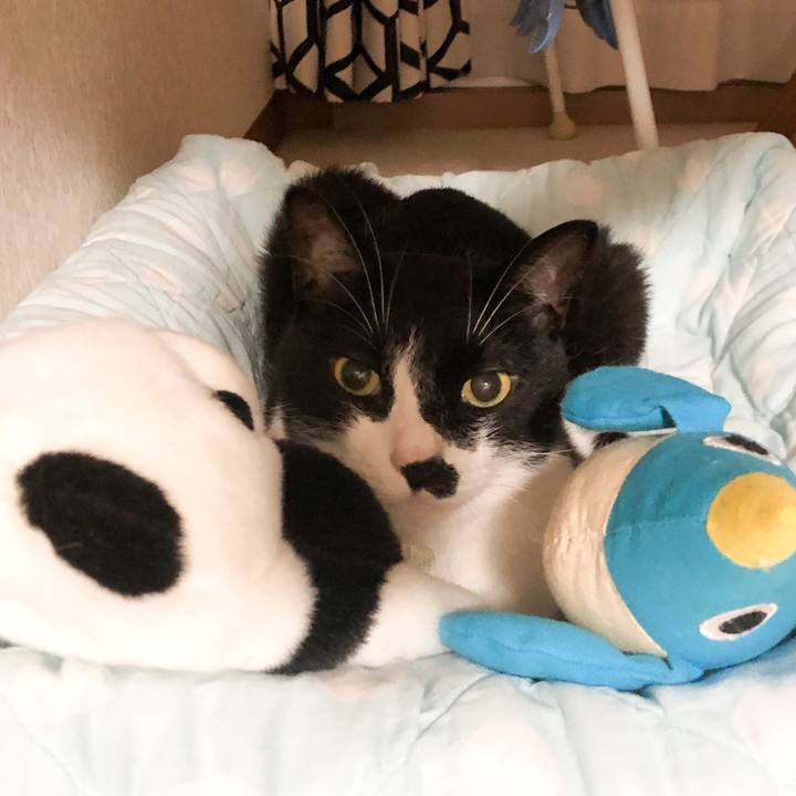 3baace14 3b19 43f1 b226 21dc529d3a97 1533913010849