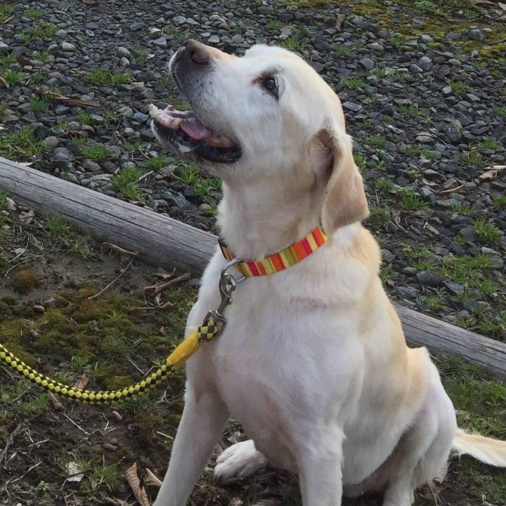 3bac8455 abd2 4dd9 a9f5 6d23e35016ea 1548070279959