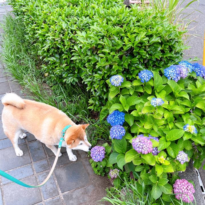 3bad95a2 f7a6 4c05 9f4b bd472b719682 1716441562505