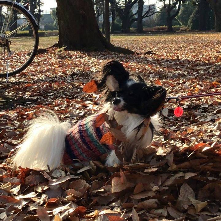 3bae0f25 2237 41db b3bc 1d09cc42d893 1513825400799