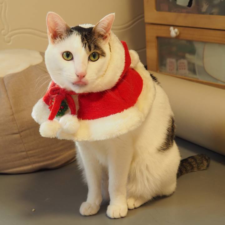 3bafa7ca 752e 4fb8 be6d 78ffd00be250 1608899572160