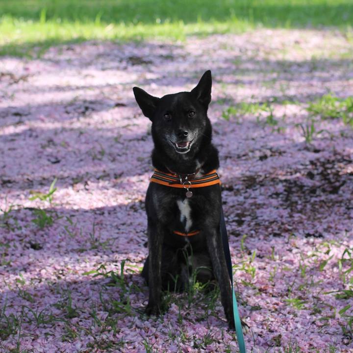 3baff382 a6ad 4851 a87a 831f28ccf748 1619001662453