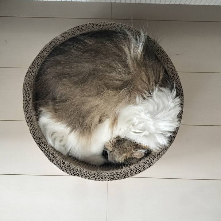 3bb065f7 c1c5 4836 8123 68628f09164c 1764997774067