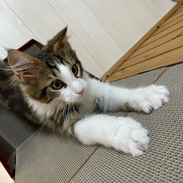 3bb06619 2957 4158 98ce c493907a807c 1634297100445