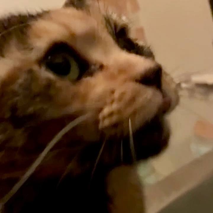 3bb1a1b1 4337 4547 8c1e 4cc0a670ff4f 1763585111061