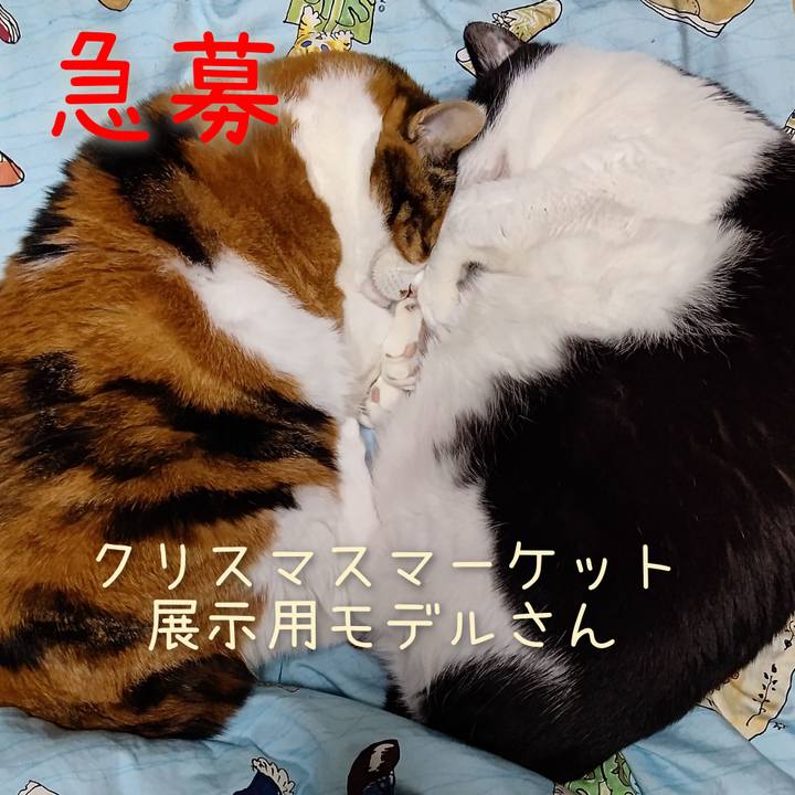 3bb2a798 05d2 4bc3 bd1b 6159ec26dfde 1639485053556