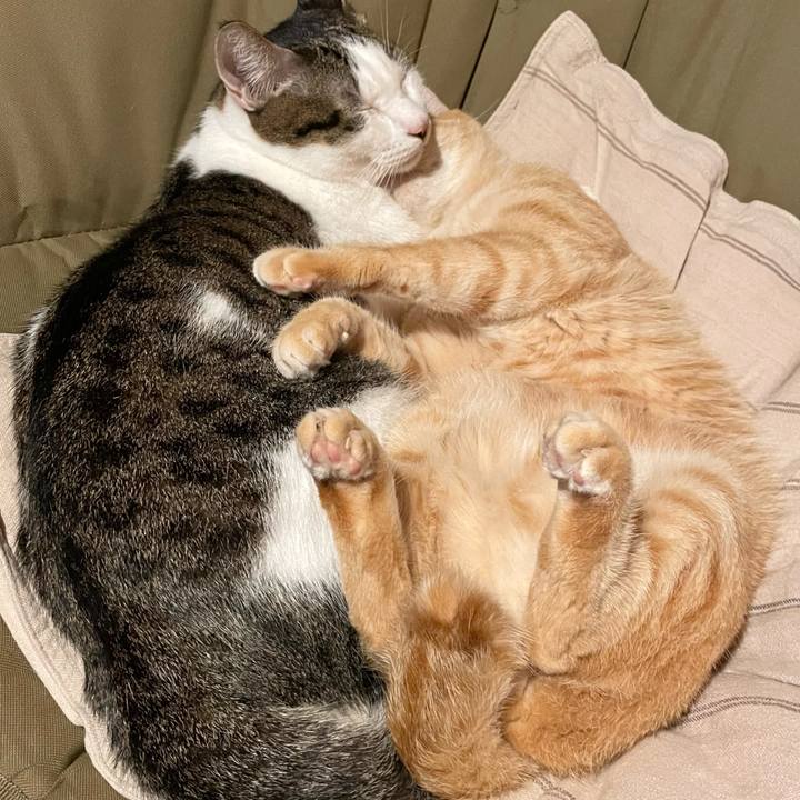 3bb5780b ad34 4a7a 8bd0 55b89285d412 1761738979732